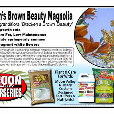 Bracken's Brown Beauty Magnolia