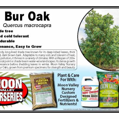 Bur Oak