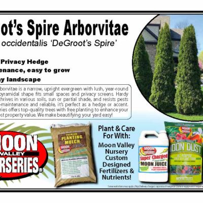 Degroot's Spire Arborvitae