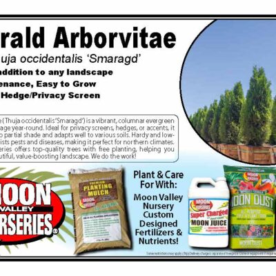 Emerald Arborvitae
