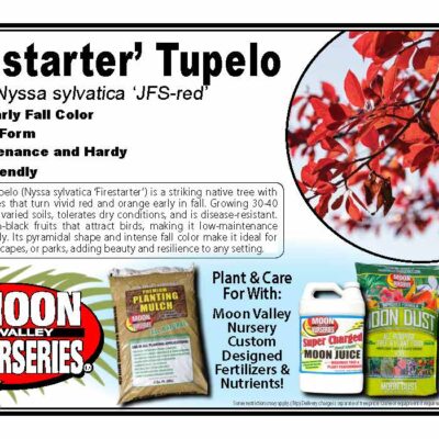 'Firestarter' Tupelo