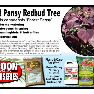 Forest Pansy Redbud Tree