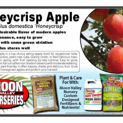 Honeycrisp Apple