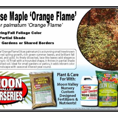 Japanese Maple 'Orange Flame'