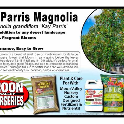 Kay Parris Magnolia