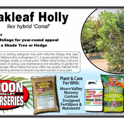Oakleaf Holly