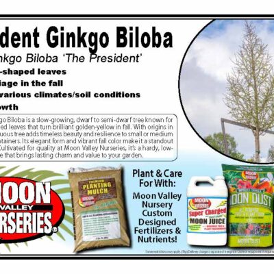President Ginkgo Biloba