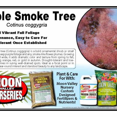 Purple Smoke Tree