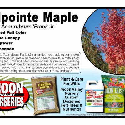 Redpointe Maple