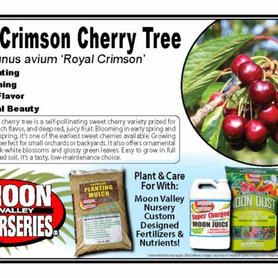 Royal Crimson Cherry Tree