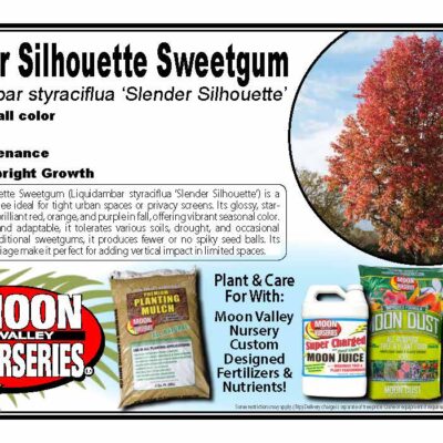 Slender Silhouette Sweetgum