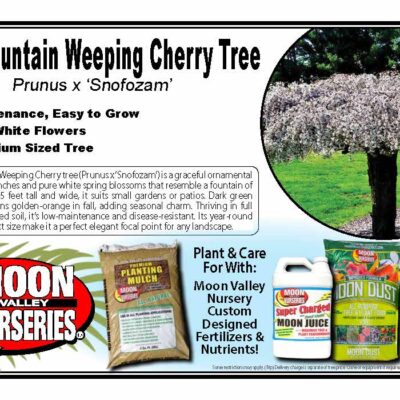Snow Fountain Weeping Cherry Tree