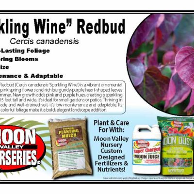 'Sparkling Wine" Redbud