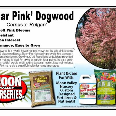 'Stellar Pink' Dogwood