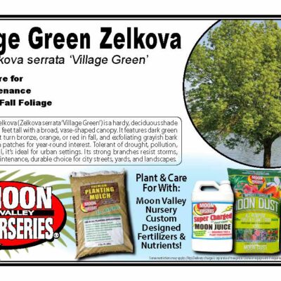 Village Green Zelkova
