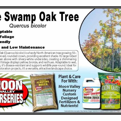 White Swamp Oak Tree