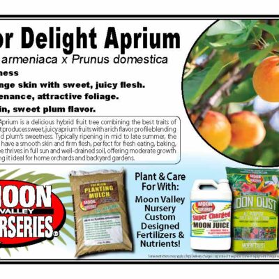 Flavor Delight Aprium