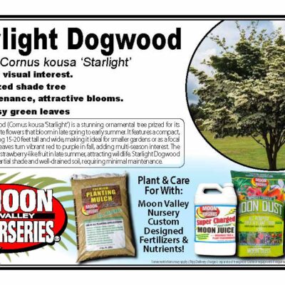 Starlight Dogwood