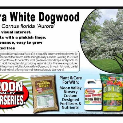 Aurora White Dogwood