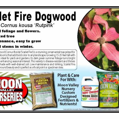 Scarlet Fire Dogwood