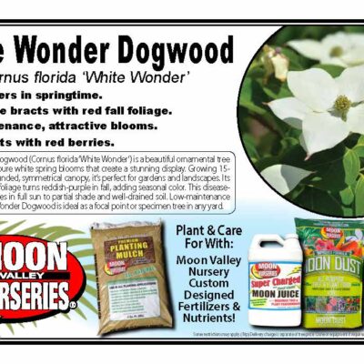 White Wonder Dogwood