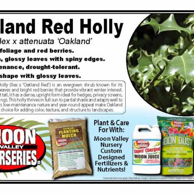 Oakland Red Holly