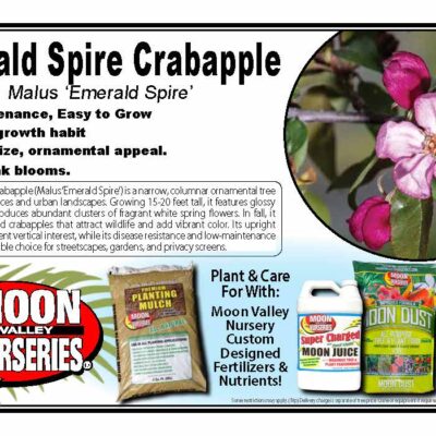 Emerald Spire Crabapple
