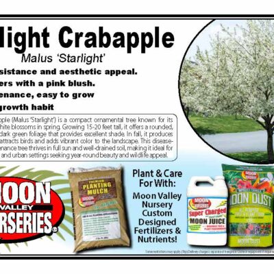 Starlight Crabapple