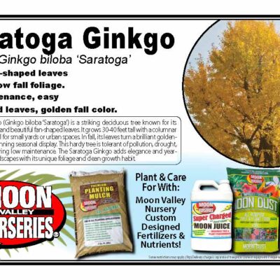 Saratoga Ginkgo