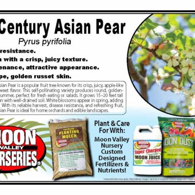 20th Century Asian Pear