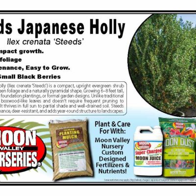 Steeds Japanese Holly