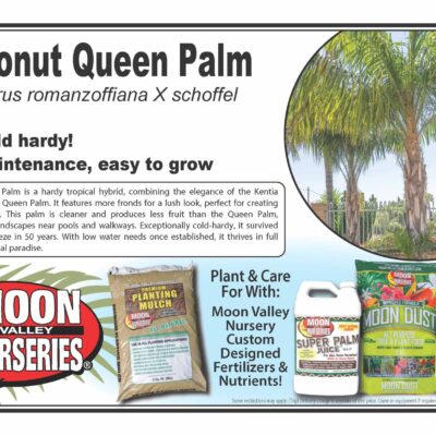Coconut Queen Palm