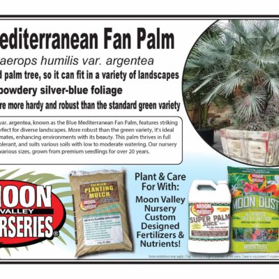 Blue Mediterranean Fan Palm