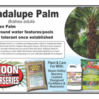 Guadalupe Palm