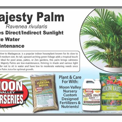 Majesty Palm