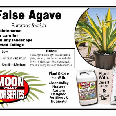 False Agave