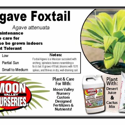 Agave Foxtail