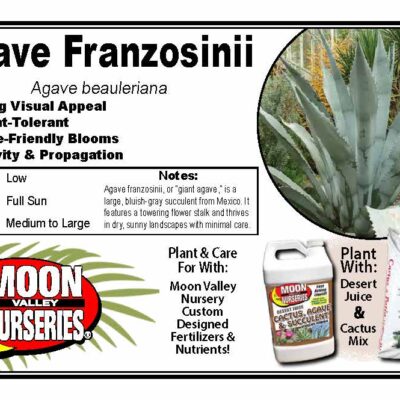 Agave Franzosinii
