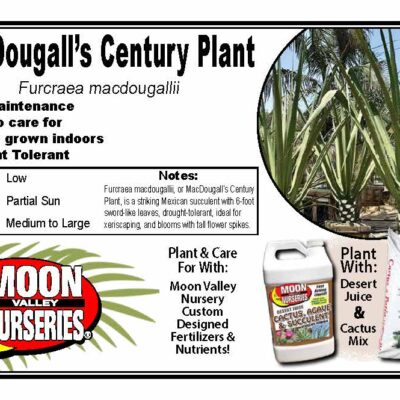 MacDougall's Century Plant