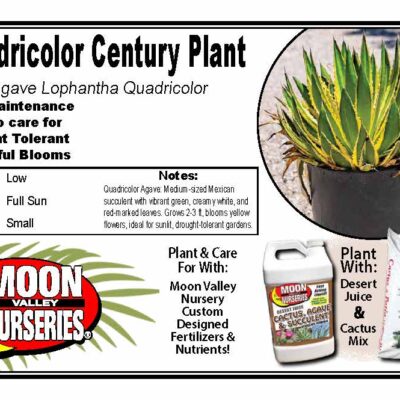 Quadricolor Century Plant