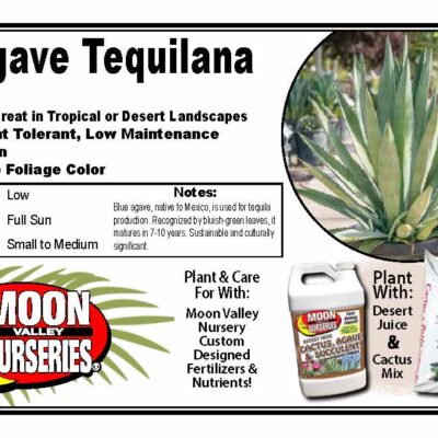 Agave Tequilana