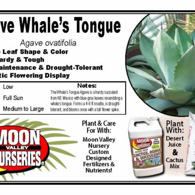 Agave Whale's Tongue