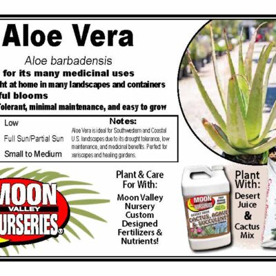 Aloe Vera