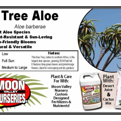 Tree Aloe
