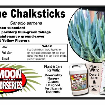 Narrow Leaf Chalksticks