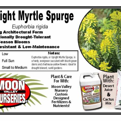 Upright Myrtle Spurge