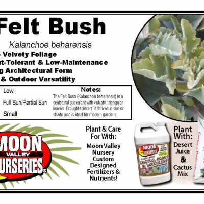 Felt Bush