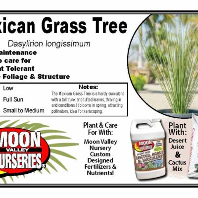 Mexican Grass Tree