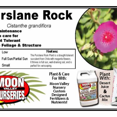 Purslane Rock