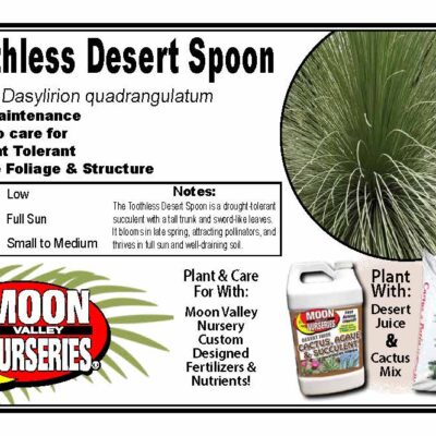 Toothless Desert Spoon